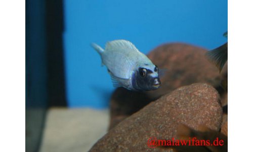 Pseudotropheus polit